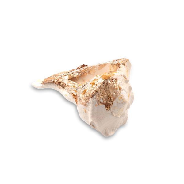 Shankh - Image 3